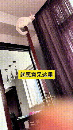 我看了好几遍这个视频，真是大开眼界。这小猫本事可真大，噌一下就跳到门框上边，慢慢