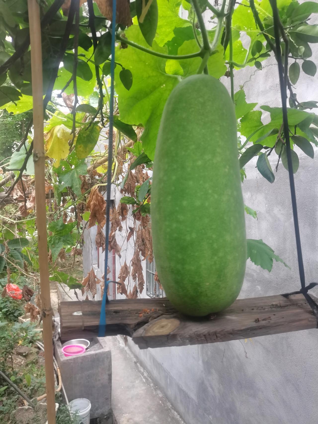 菜园里种了一棵冬瓜，半个月没来看没想到长这么大了，给它做个秋千，不然太重会掉下来