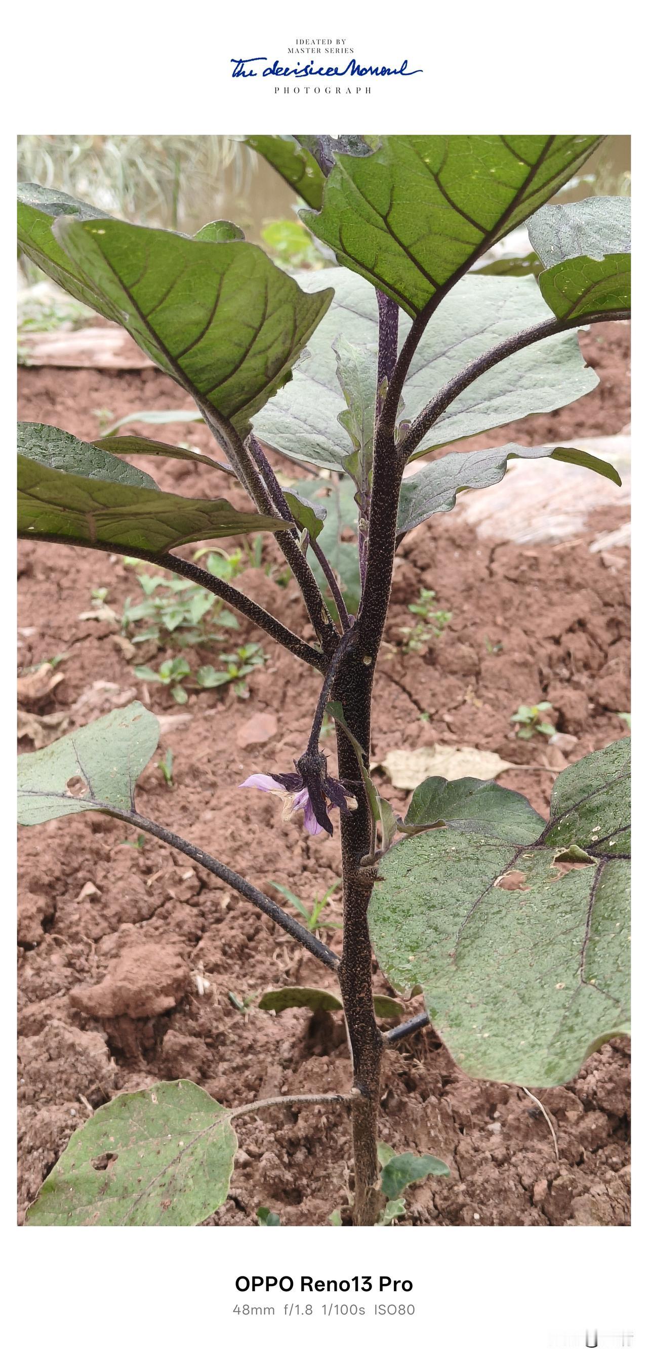 🌱心愿达成！老家的春天是茄子花开、辣椒挂果、四季豆满架

今年春天，终于如愿在