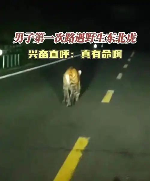 司机路遇东北虎，幽默大喊“是本地的”

近日，一位司机驾车途中，猛然间与一只东北