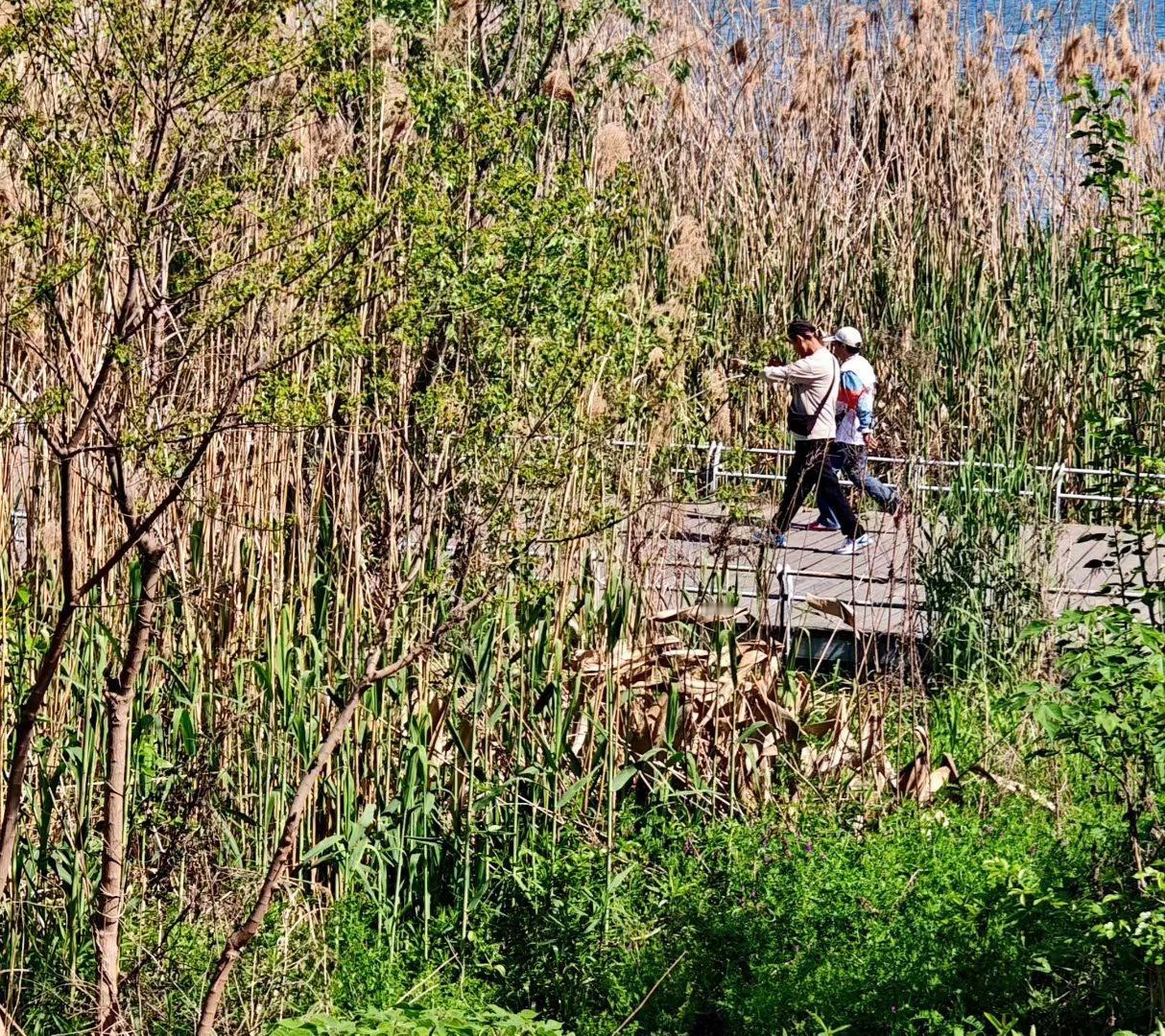 好看的风景图片分享春日的湿地，一半是新生的绿，一半是未褪的黄。芦苇荡里藏着风的絮