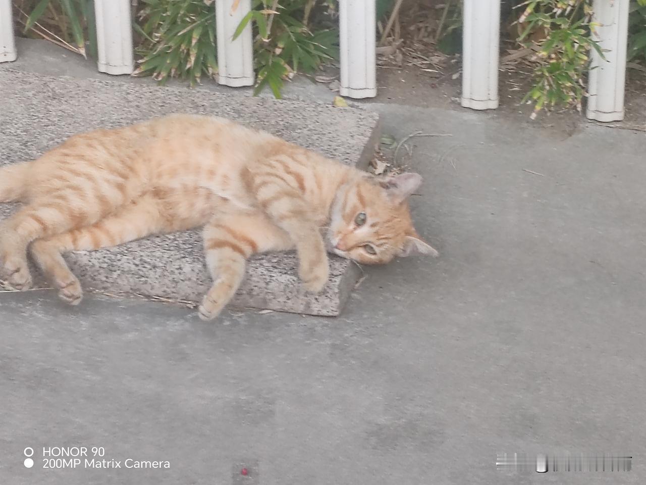 我军校深夜站岗，一个黑影逐渐逼近，我连喊两声口令不回，走近一看竟是大队长。

1
