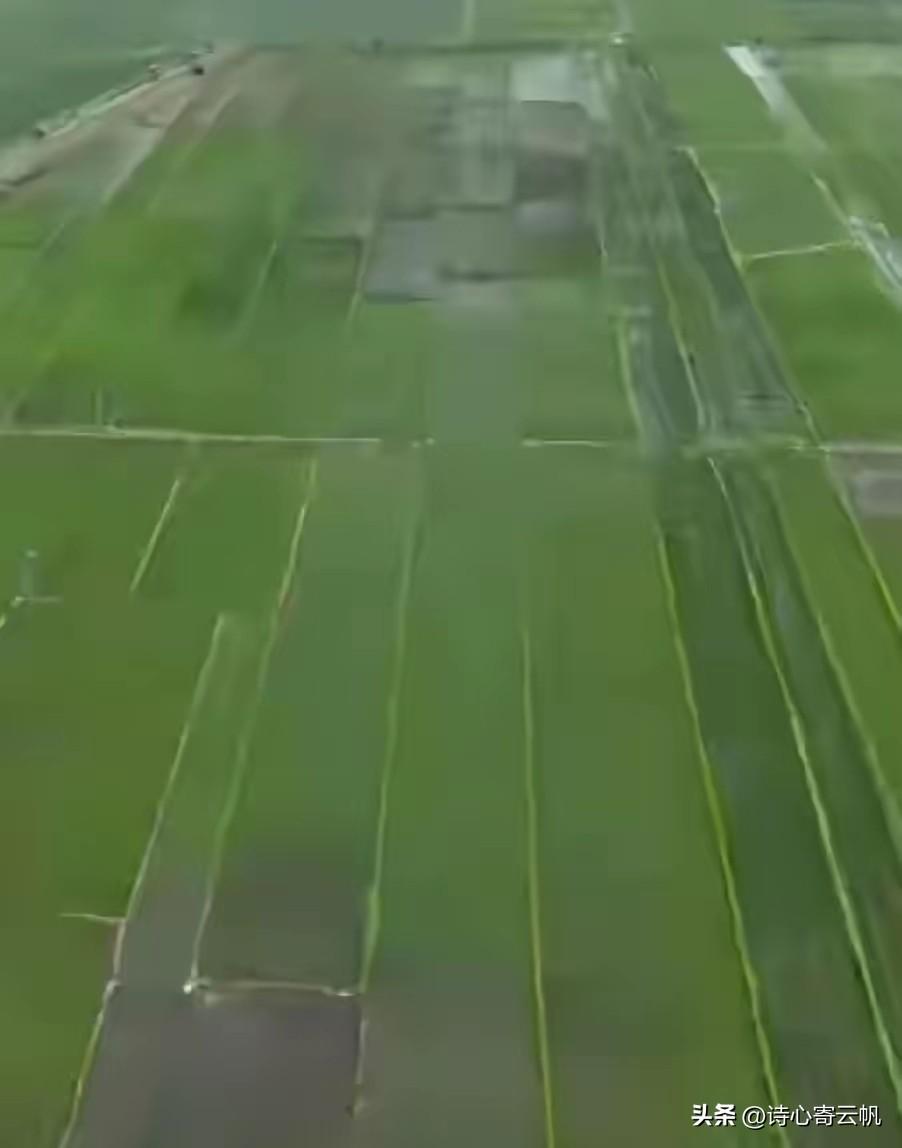 太恶劣了！黑龙江一村大面积水稻疑被投毒，一旦查实蓄意人为破坏，一定要从严从重惩处