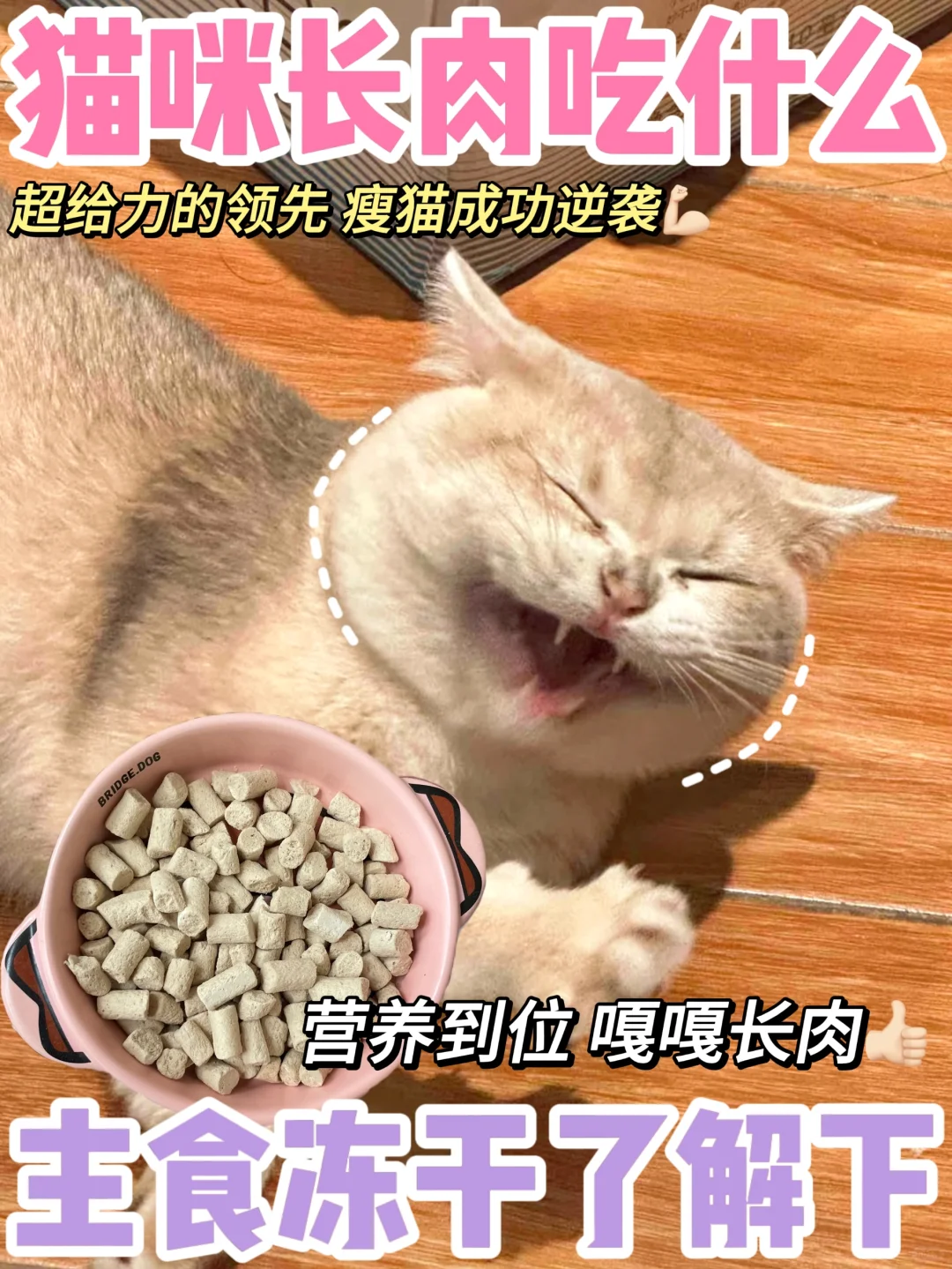 小v脸逆袭大脸喵很简单！主食冻干了解一下