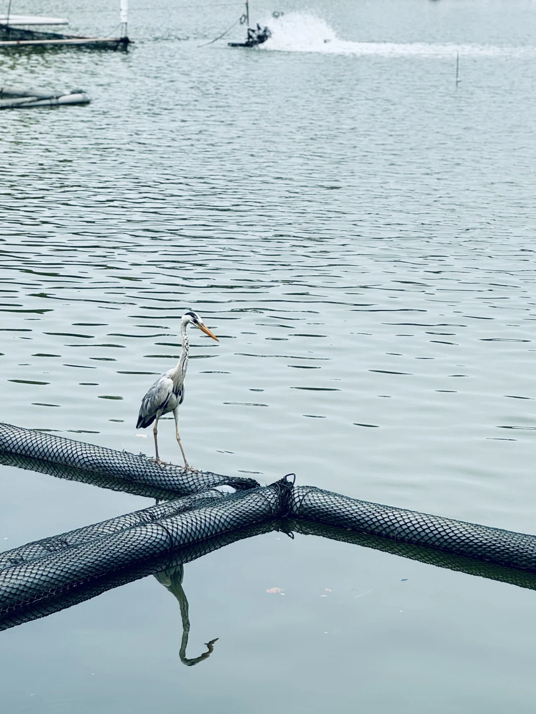 🇸🇬灰鹭的完美工作