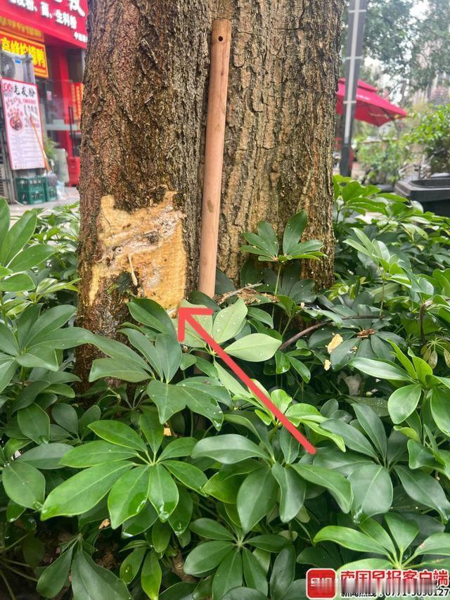 没担当！广西南宁，陈女士刚提几天的全新车，找代驾开回家，结果车尾狠狠撞树，维修需