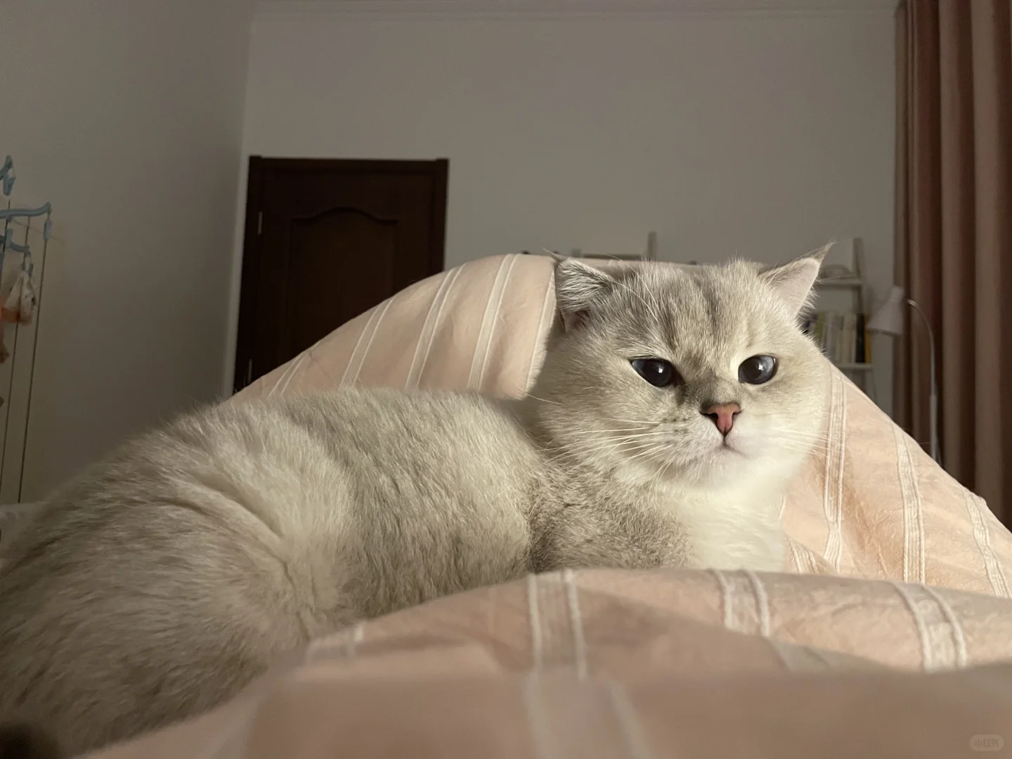 冬天的好处在于，暖暖的被子上会长猫