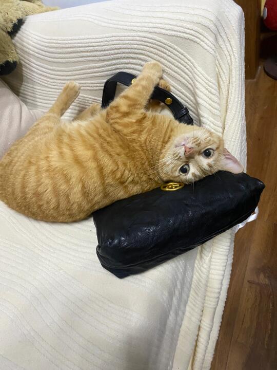 8岁橘猫这个状态在猫届算童颜吗？