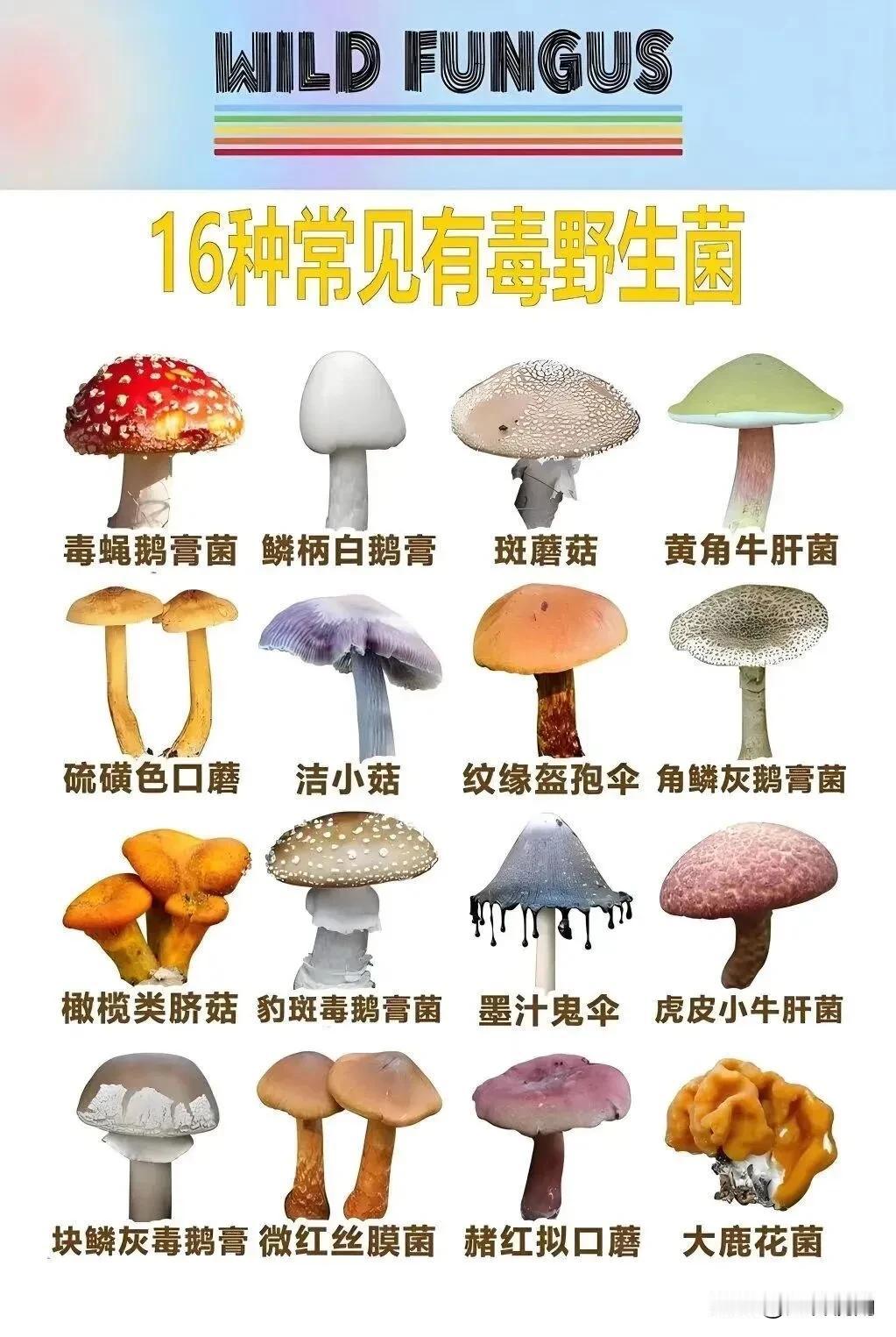 有毒蘑菇和无毒蘑菇的区分
     分辨有毒蘑菇和无毒蘑菇可没那么简单。有人觉得
