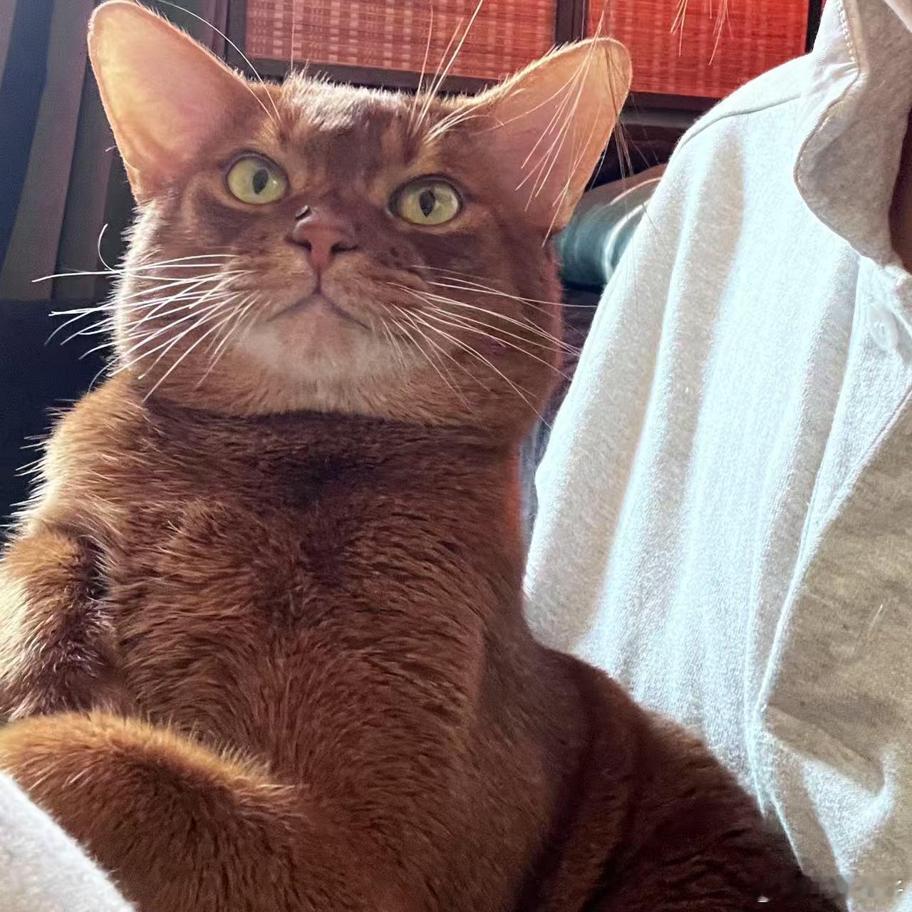 🐈🐈‍⬛国际猫咪日 ​​​