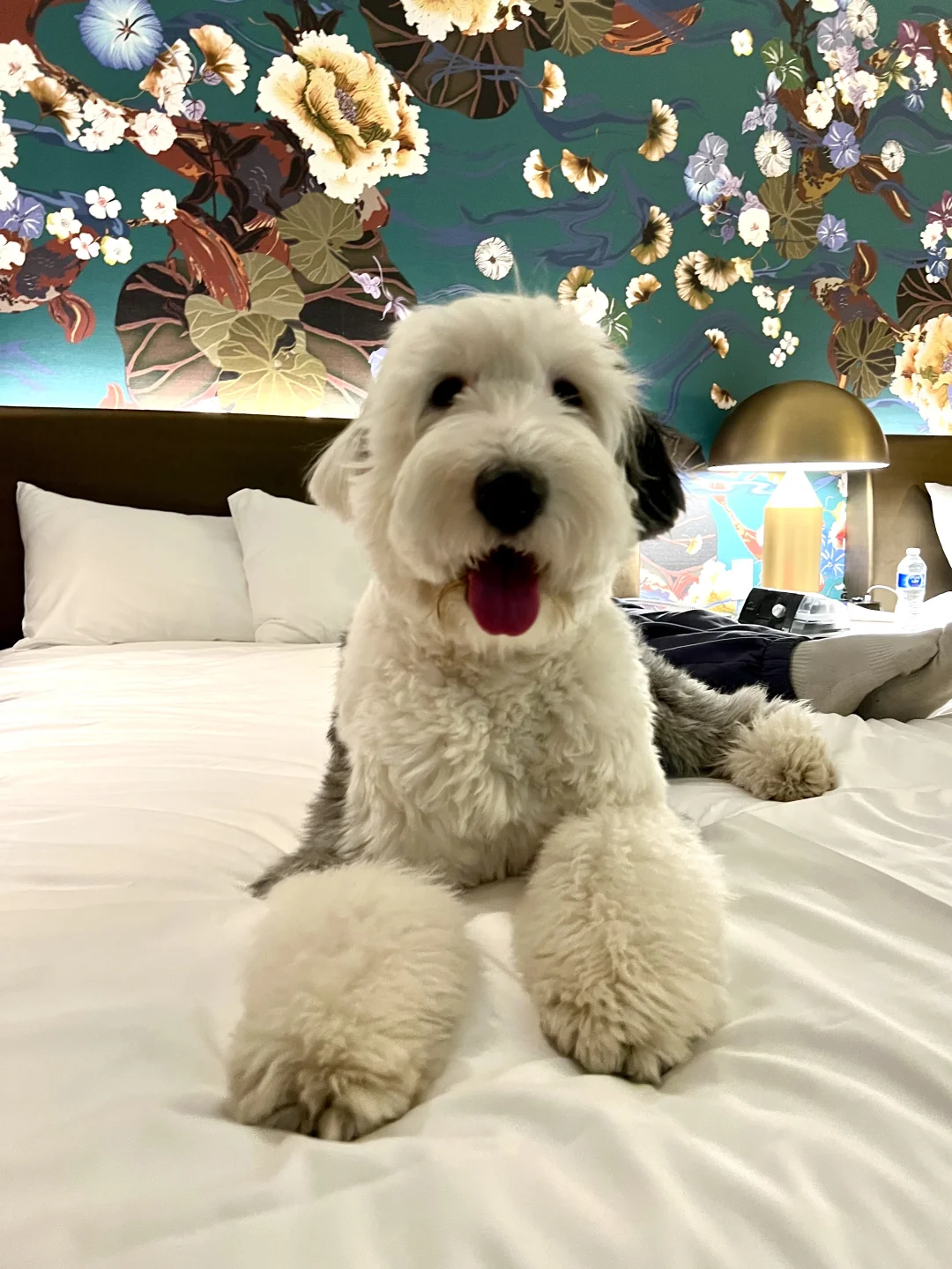 三年前小狗的温哥华之旅