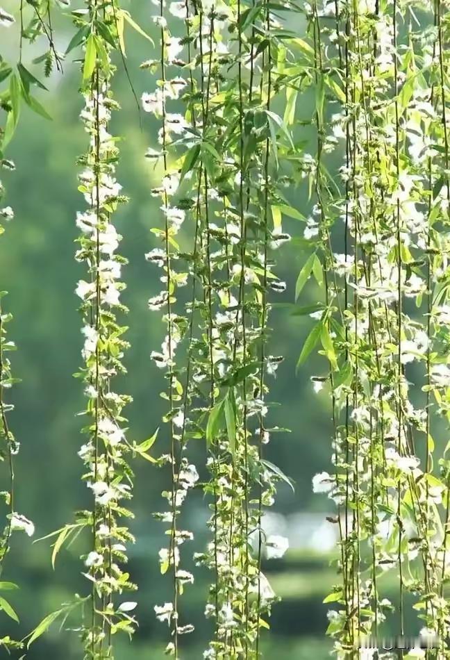 清江引.柳絮
休笑这癫狂性轻，
穿绣幕悄无影。
沾衣似雪明，
借力东风劲，
直赶