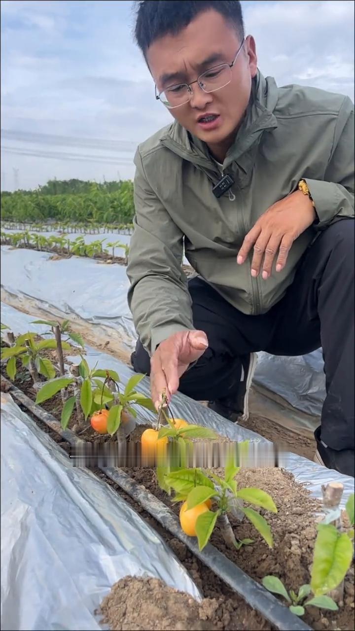 斯凯拉雷大樱桃苗对比巨人王大樱桃苗优势在哪里？
被称为天空之城的金车大樱桃品种斯