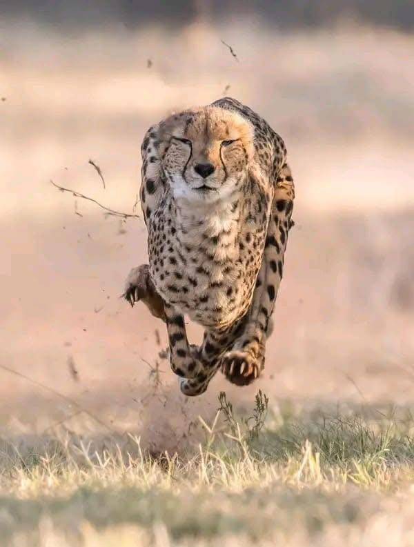 这是刚刚的巴尔德 ​​​