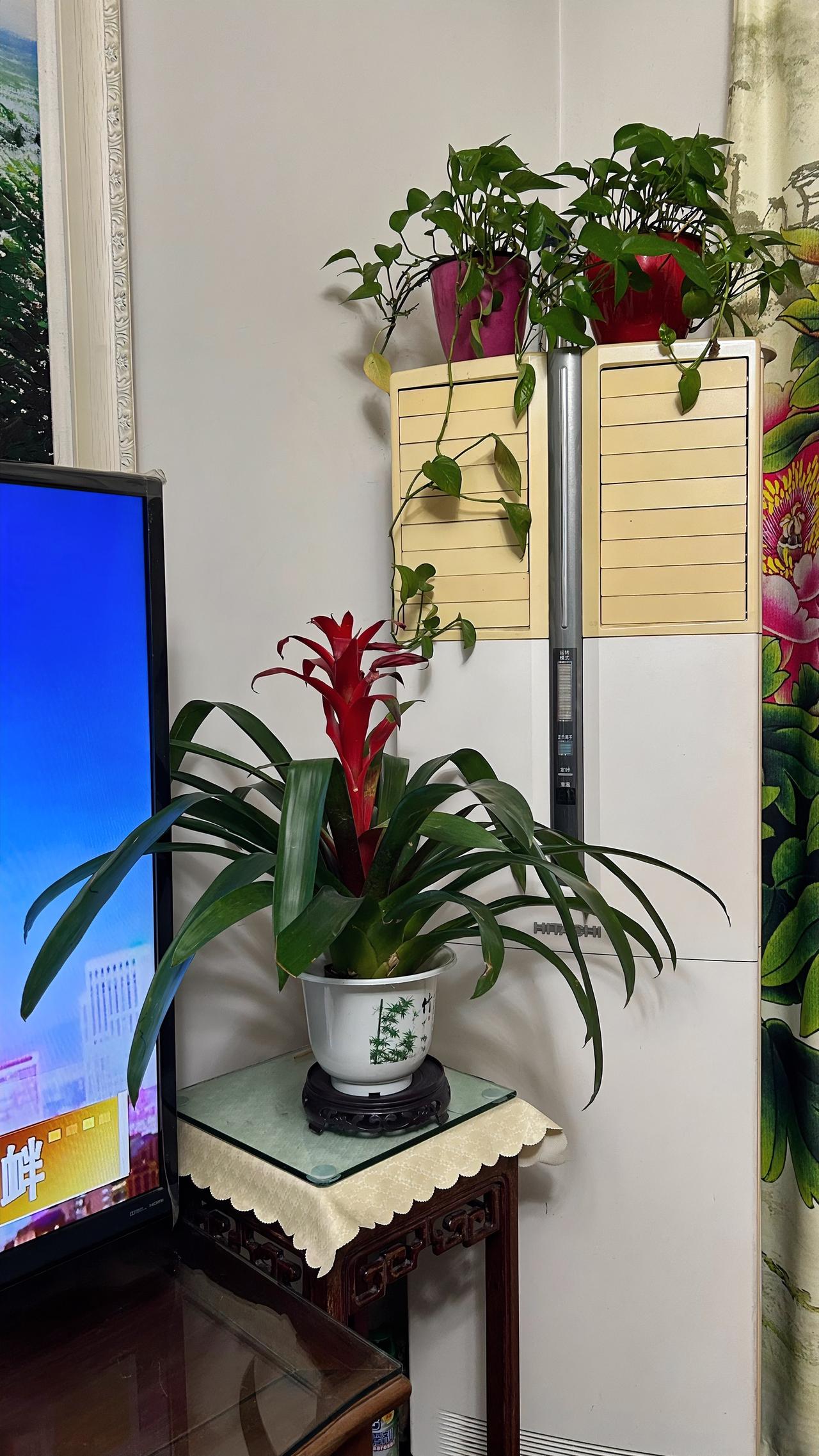 每日花卉打卡寒舍客厅边角处的小花。