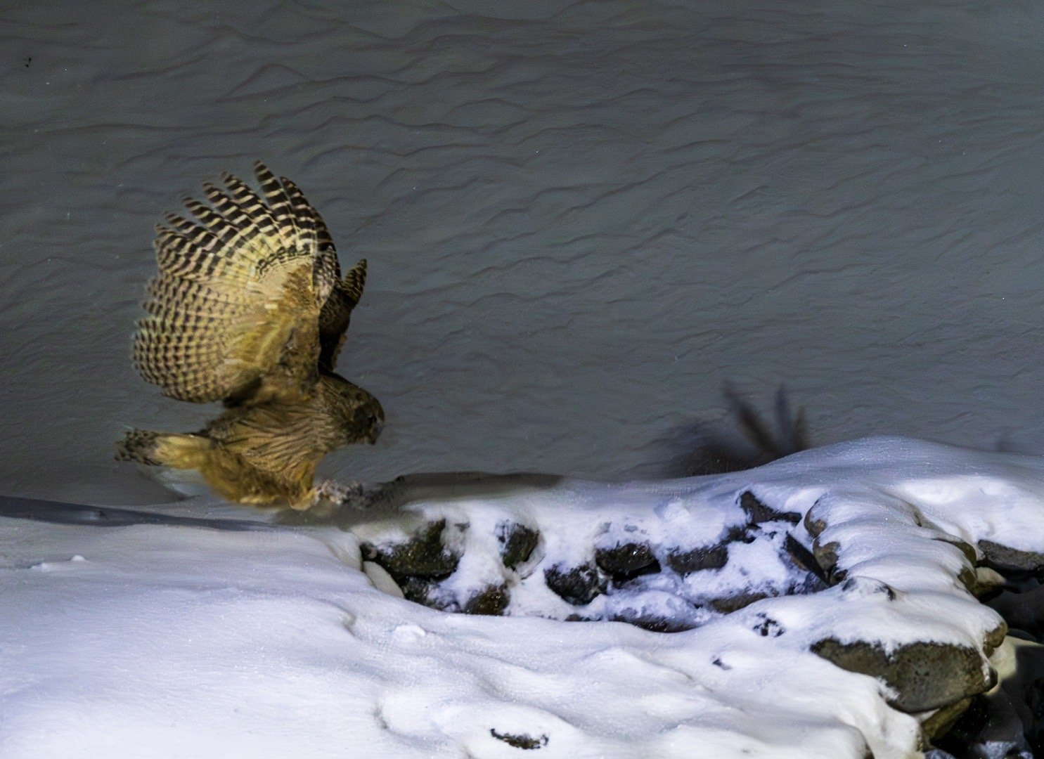 北海道毛腿渔鸮，世界最大猫头鹰之一，IUCN濒危物种，极少在野外遇到。体长近80