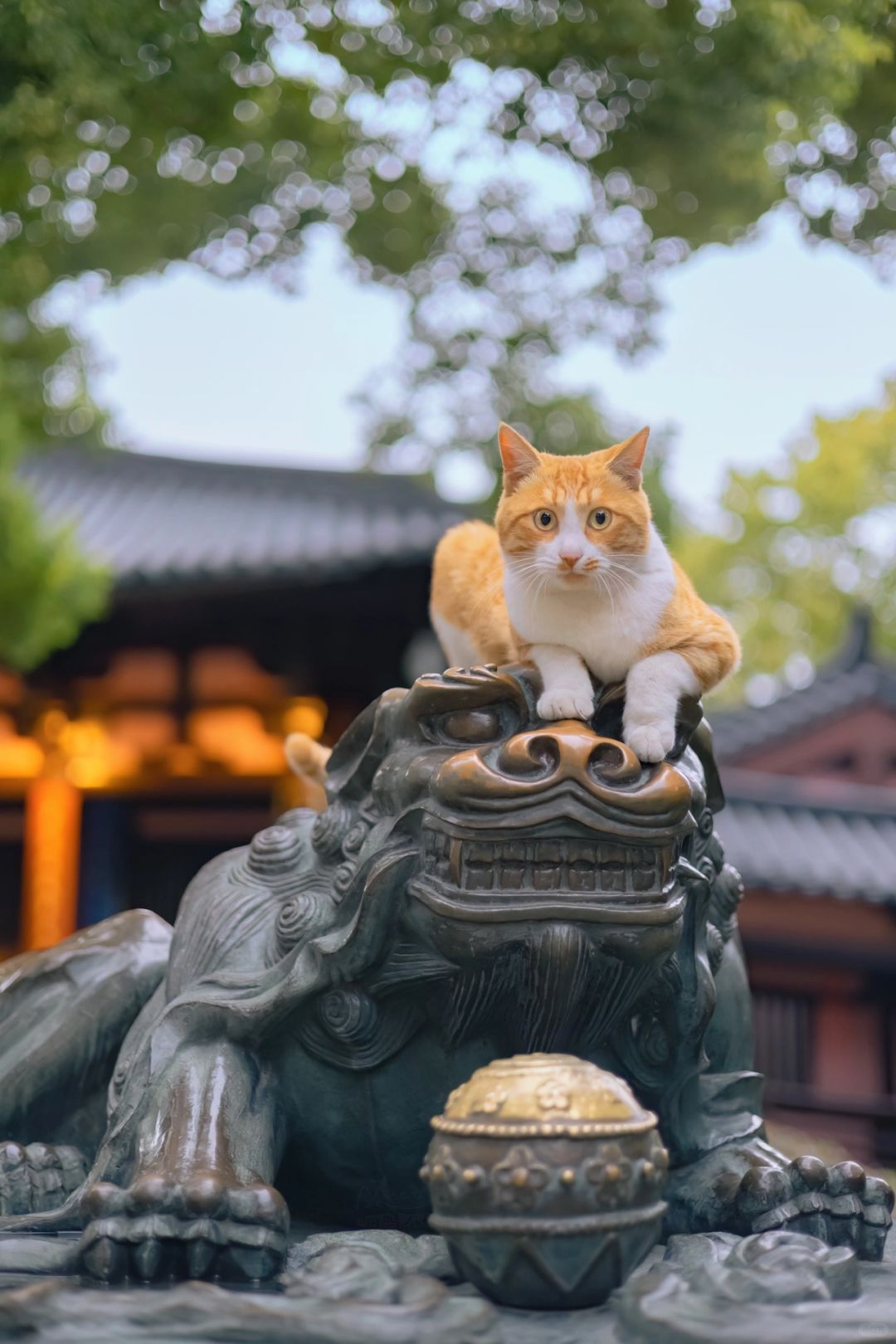 没见过这么嚣张的猫