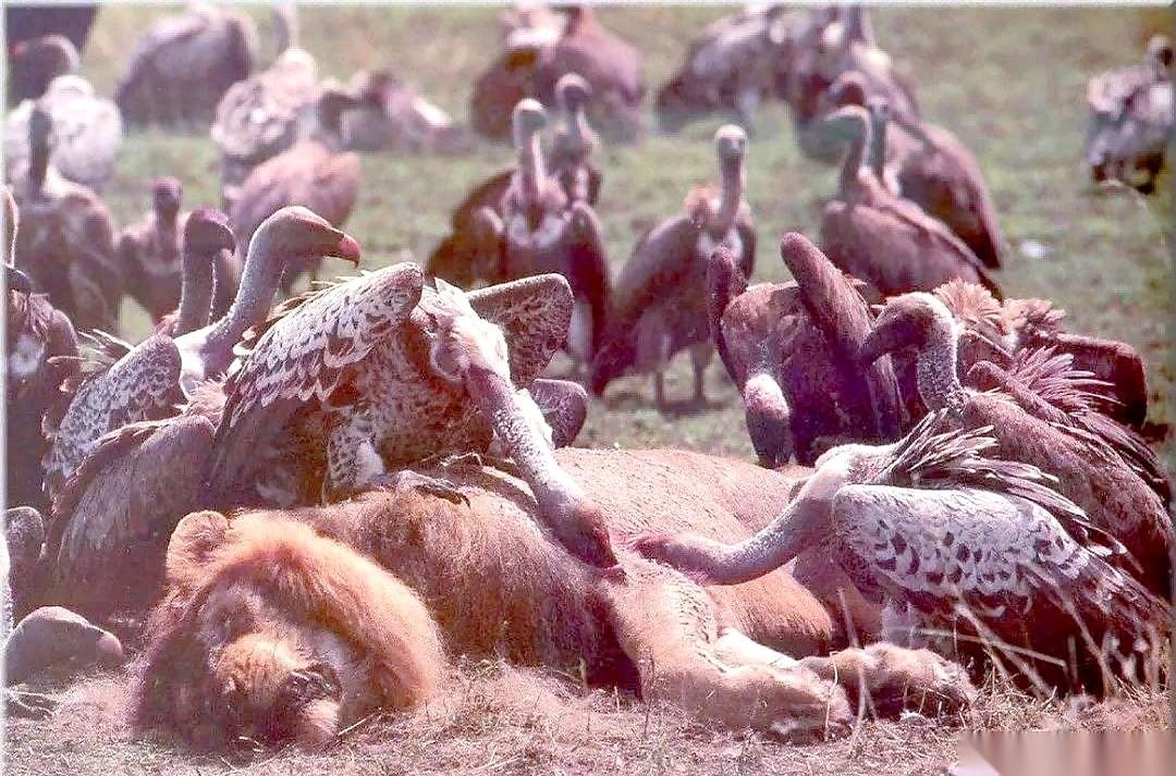 你几乎永远不可能在野外，找到一具自然老死的狮子或老虎的尸体。
因为大自然，压根就