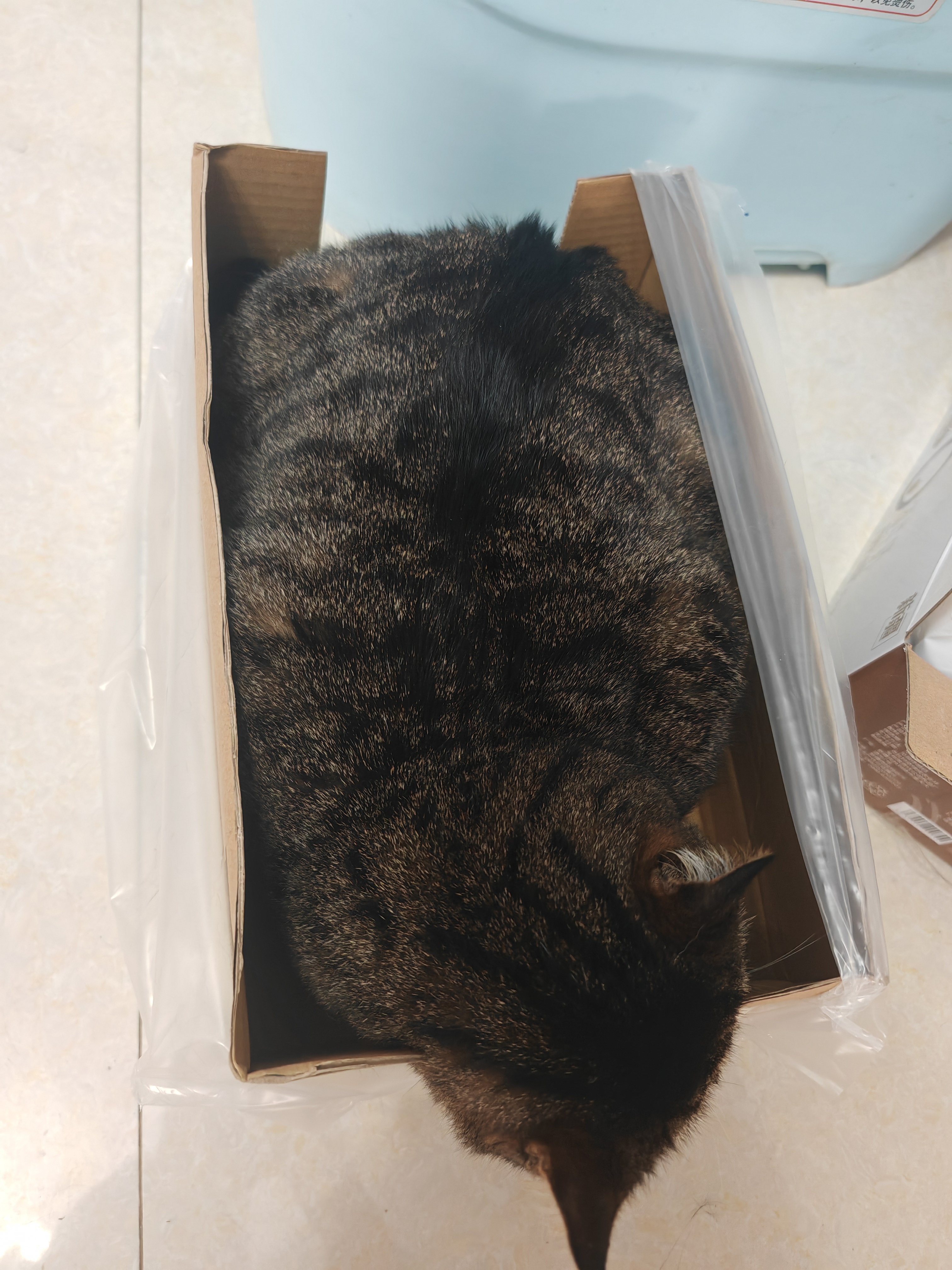 你好，我这里有一箱小猫。 