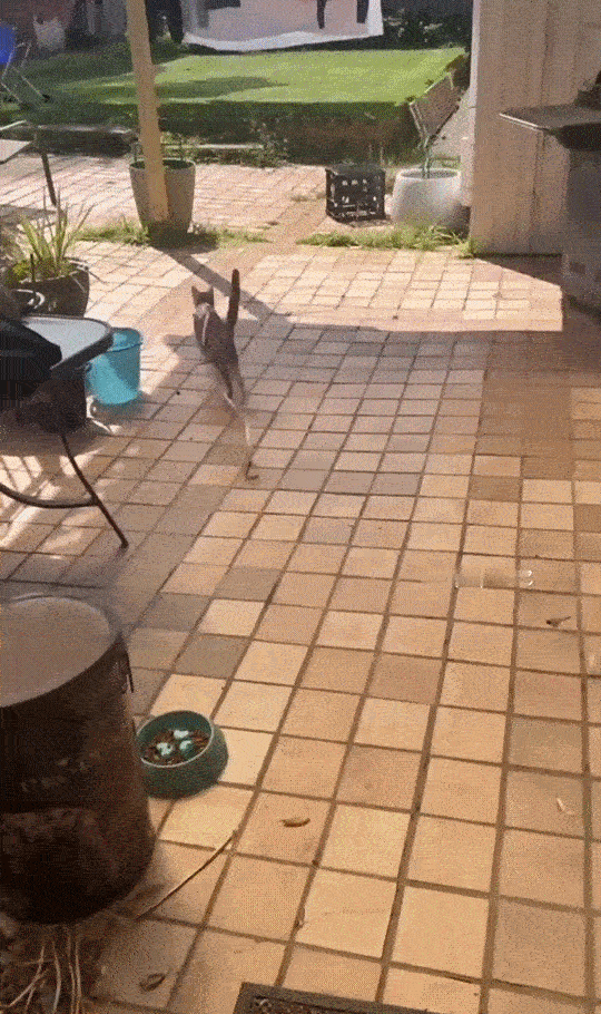 [奶牛猫]《消失的塔》 ​​​
