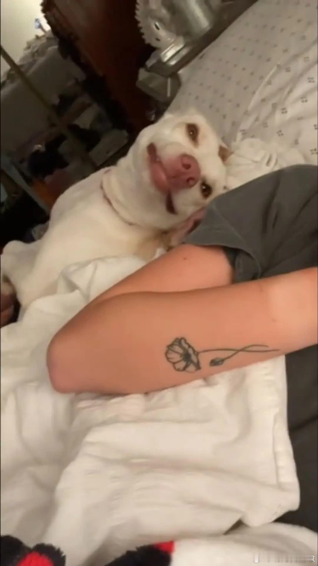 一副小狗得志的样子～😂萌宠宠物