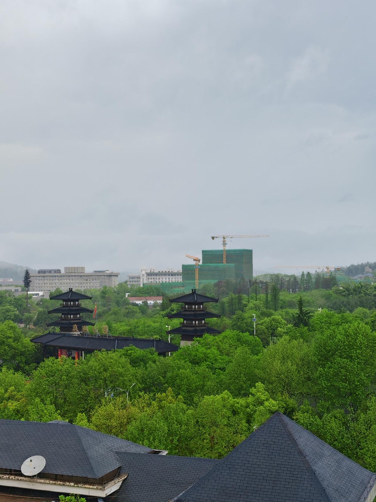 这场春雨过后，“知否知否，应是绿肥红瘦”，雨打残红，枝头的晚樱、海棠花应该都难觅