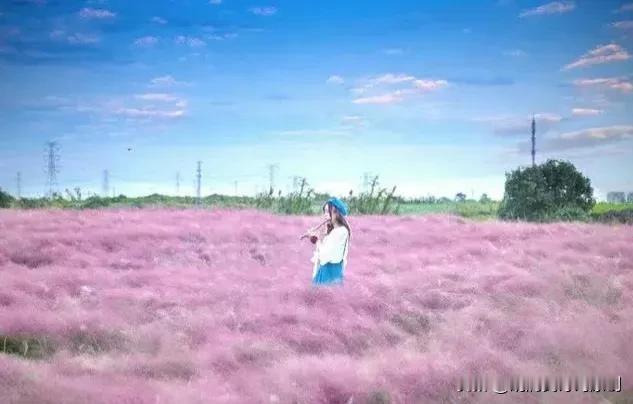 此时的南国秋天，有一种美叫粉黛乱子草！她以草为名，比花更美，暖暖的粉色花海，让空