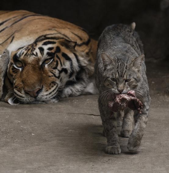 智勇双全小猫，笼中虎口夺食

墨西哥查普尔特佩克动物园，有一只被认为是世界上最勇