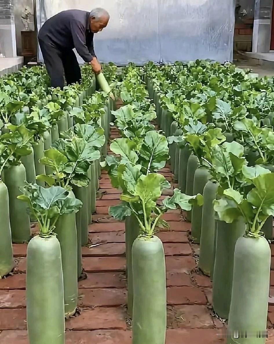 问你们一个问题
等你们老了
你喜欢在城里生活
还是喜欢农村生活
老了在城里每天去