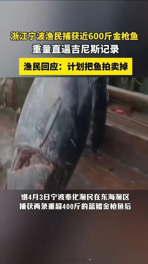 渔民回应又捕获近600斤重金枪鱼震撼！渔民捕获近600斤蓝鳍金枪鱼，直逼吉尼斯纪