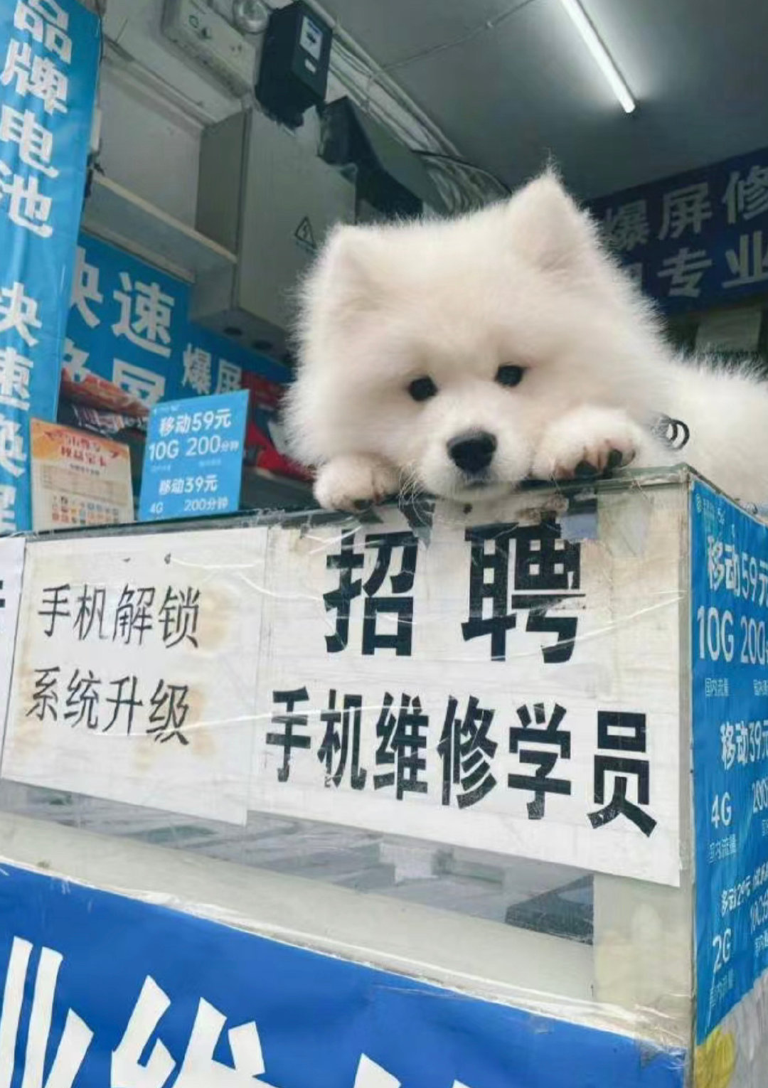 你好，你要修啦个型号的耶 ​​​