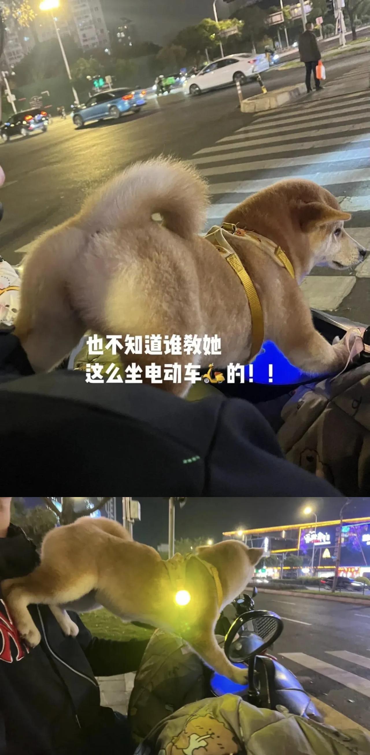 谁教小狗这么坐电动车的