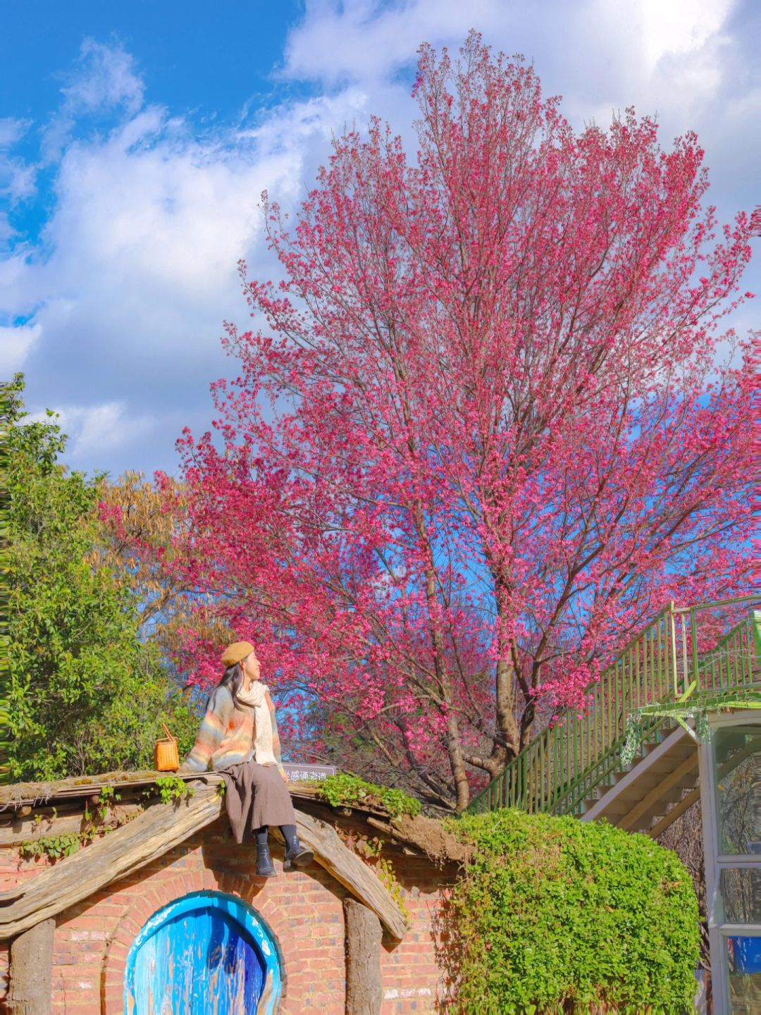 大理樱花开啦🌸12月的粉色浪漫已开启‼️免费