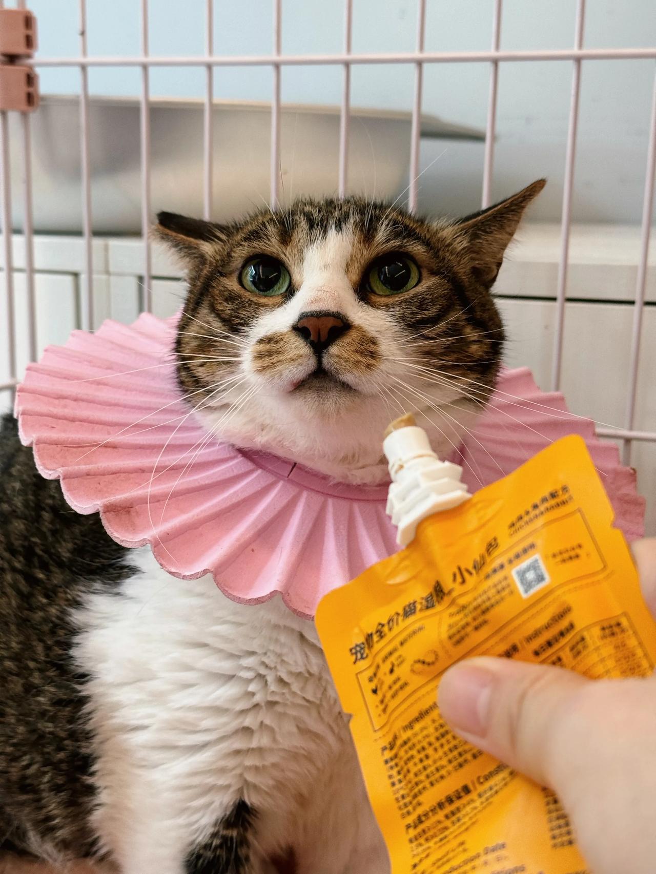 我可以吃吗？当然！
#猫咪# #萌宠#