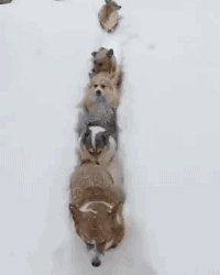 狗子：雪太深了，大家跟紧了 