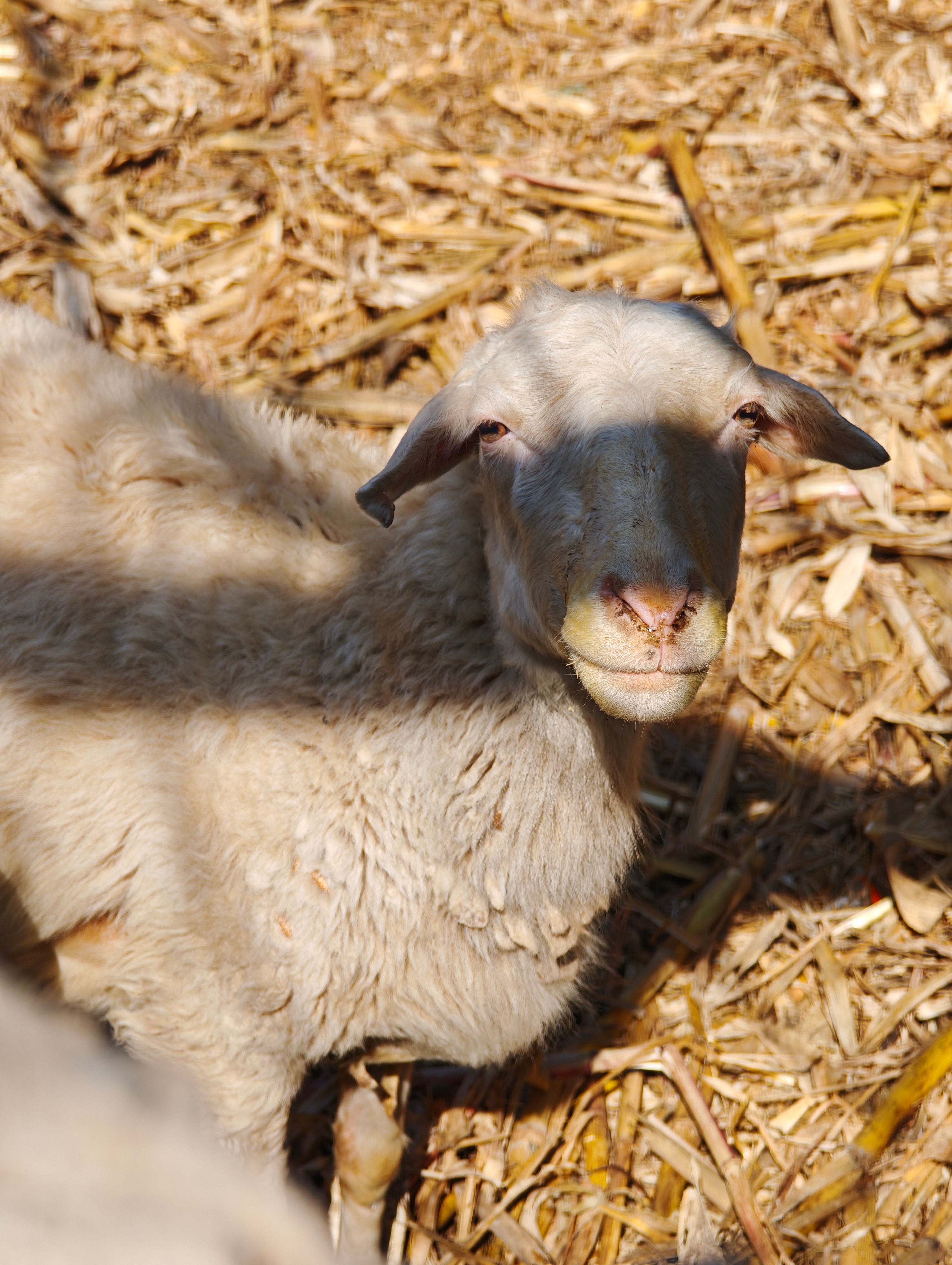 天气转暖，各种家禽家畜都出来放风了🐑 