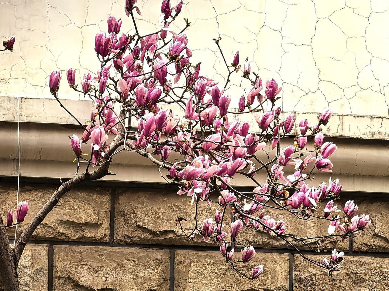 玉兰花是春天的使者，来得早，给人们带来了春的讯息，美不胜收。