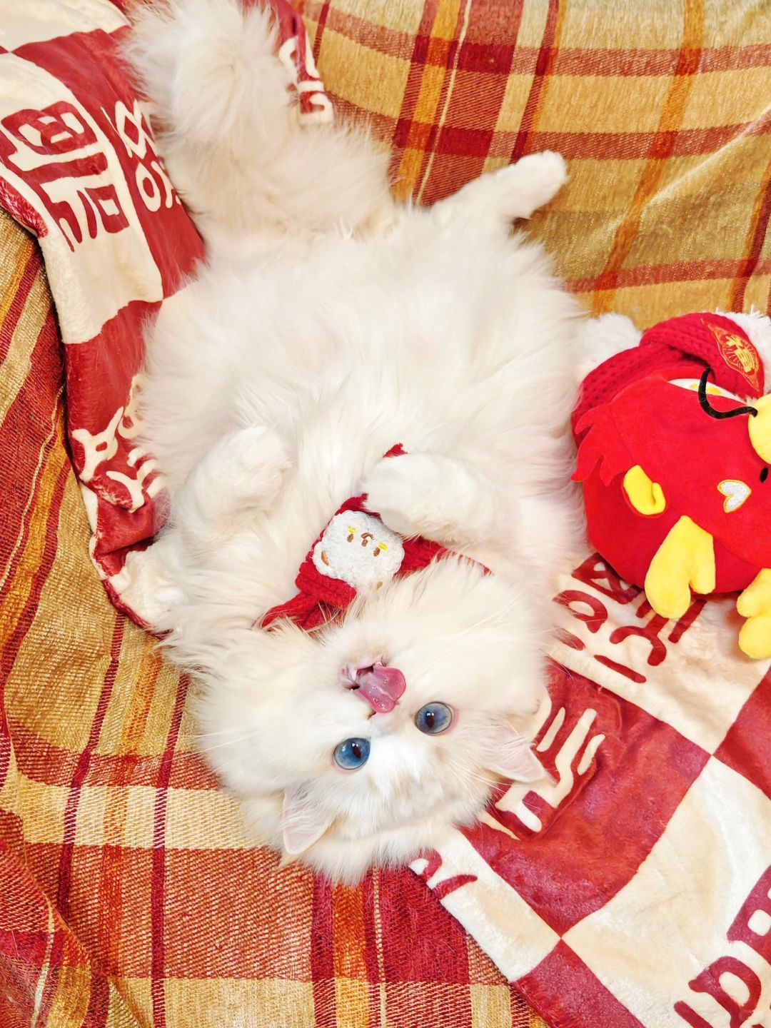 新年look | 倒过来的心动猫猫头💓