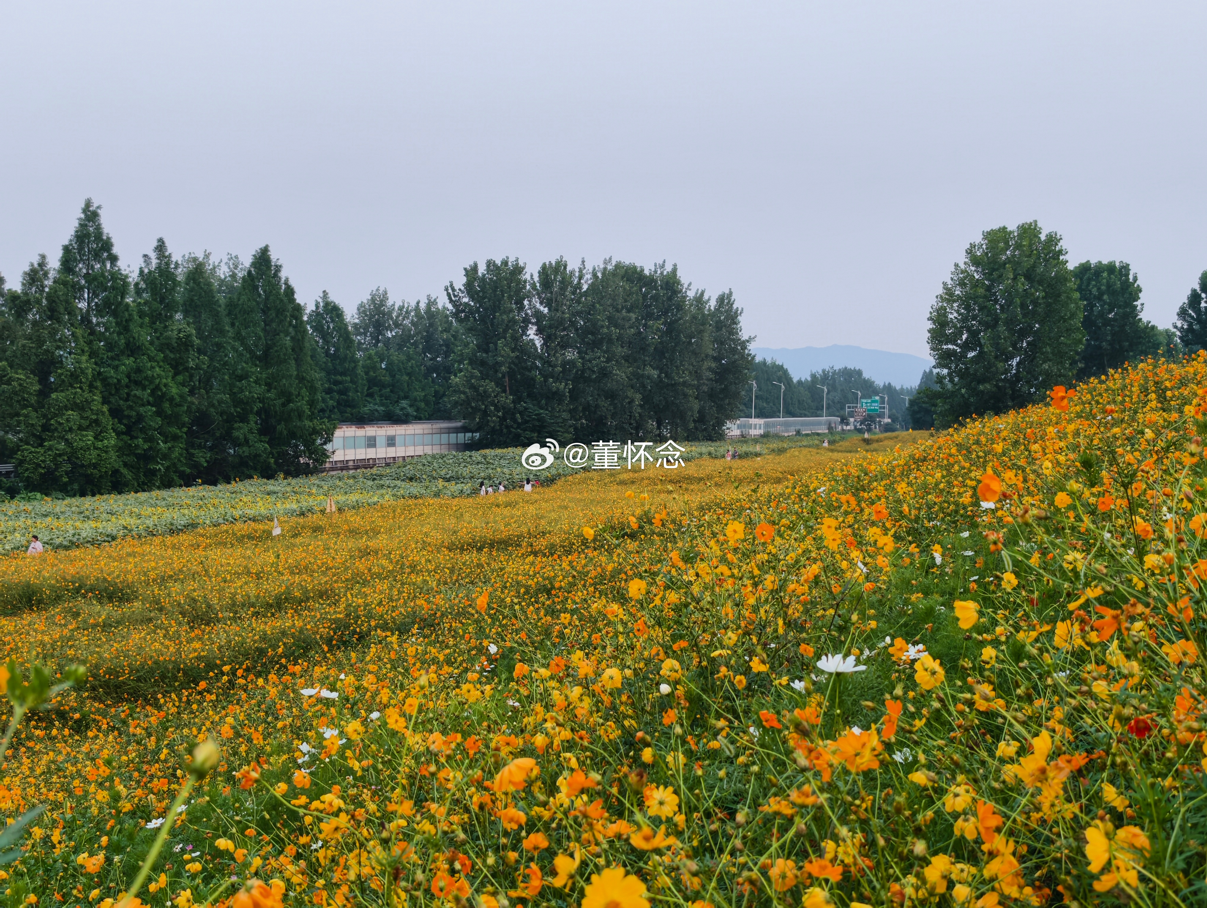 杭州“阿勒泰”花海 