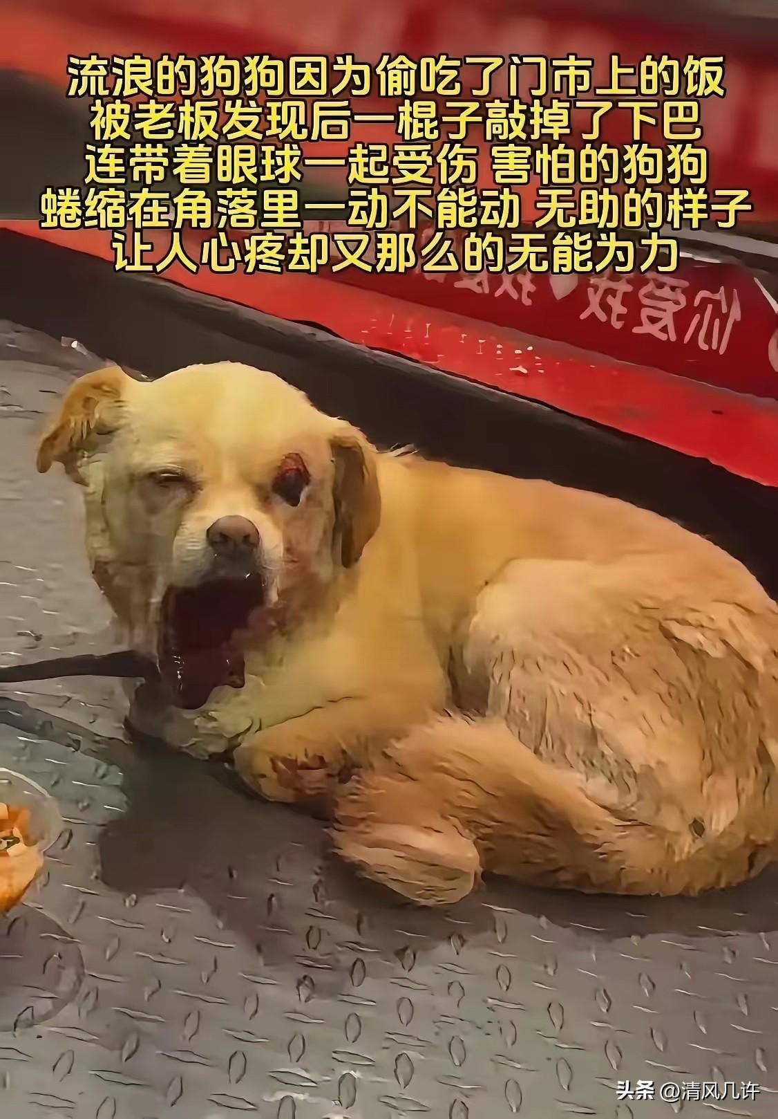 苏州一只流浪狗偷吃门市剩饭后，被店主一棍打断下巴，眼睛也被打瞎。夜跑男子发现时，