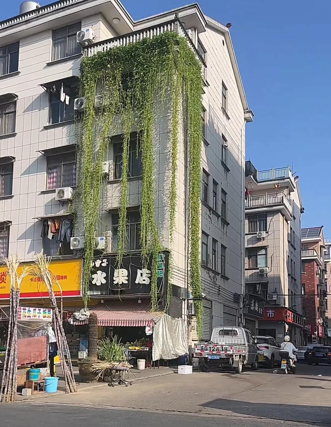 浙江金华，女子接小孩放学时，看见一栋居民楼外，布满了绿色植被，起初还以为是爬山虎