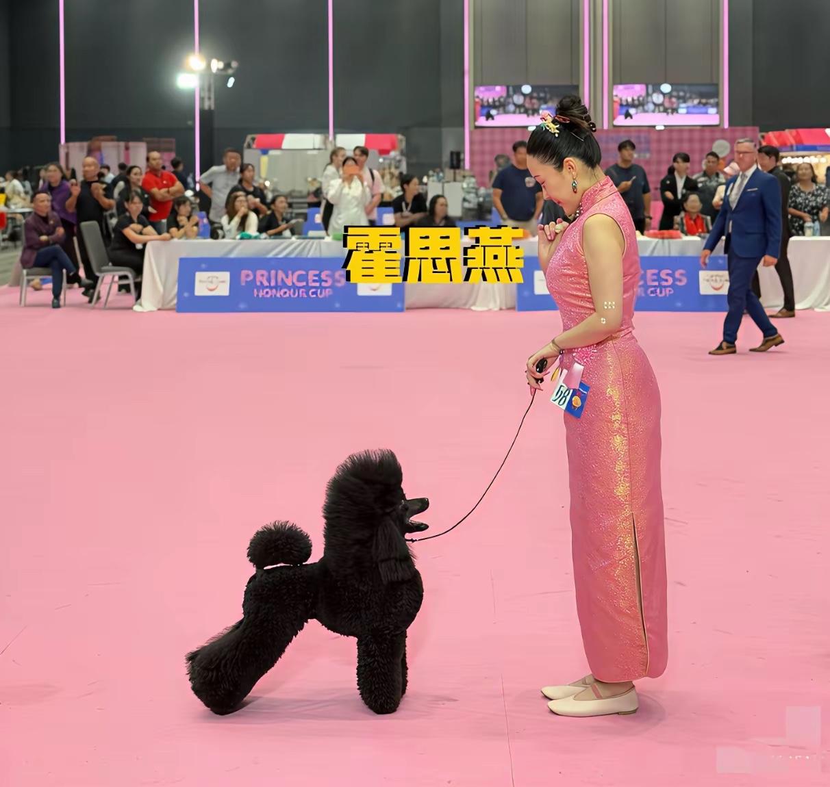 霍思燕携爱犬泰国夺冠，凭实力赢麻了

研究了大半天，终于搞清楚霍思燕这次赢在哪了