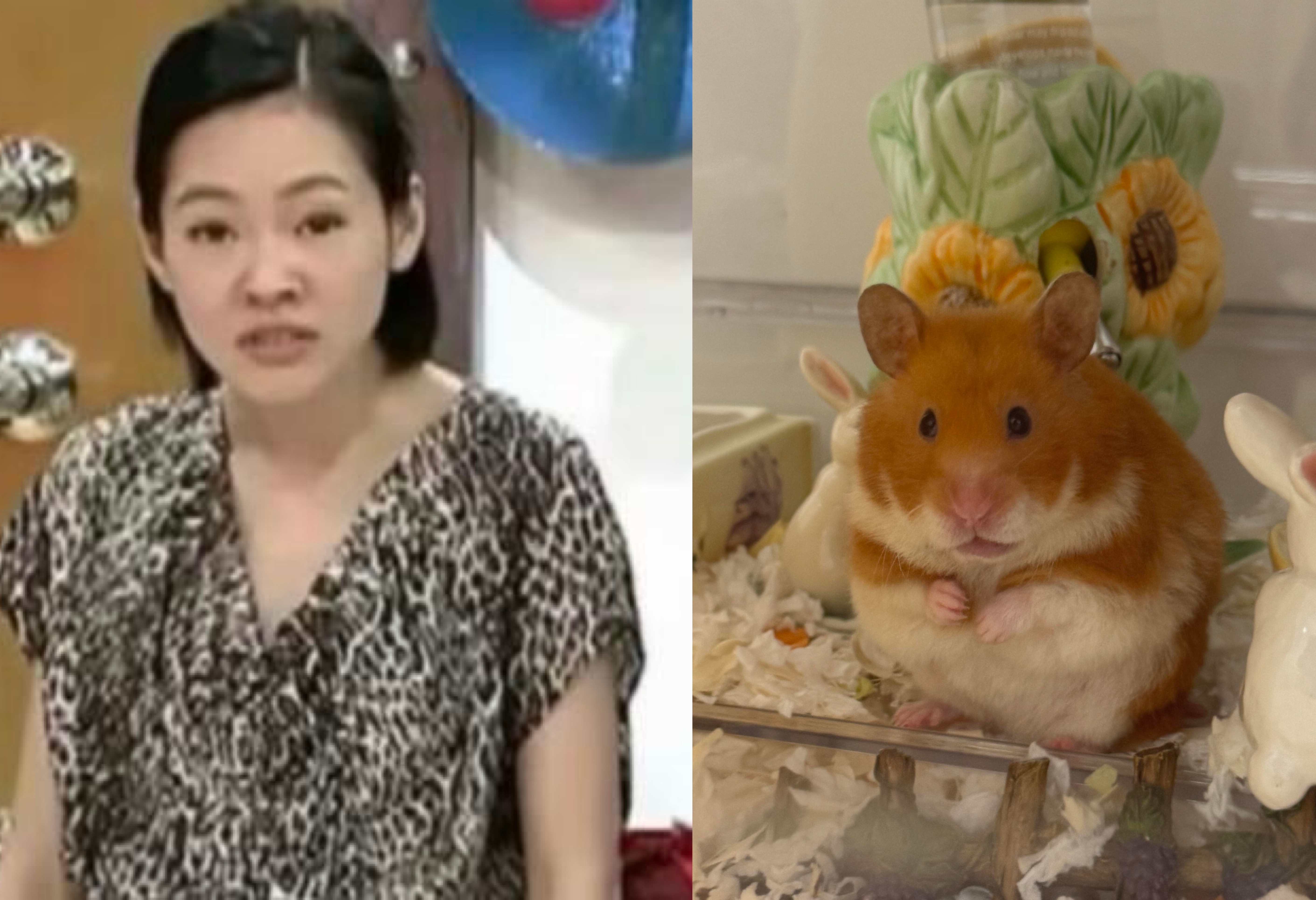 刷到一只小欸鼠🐭🤣 