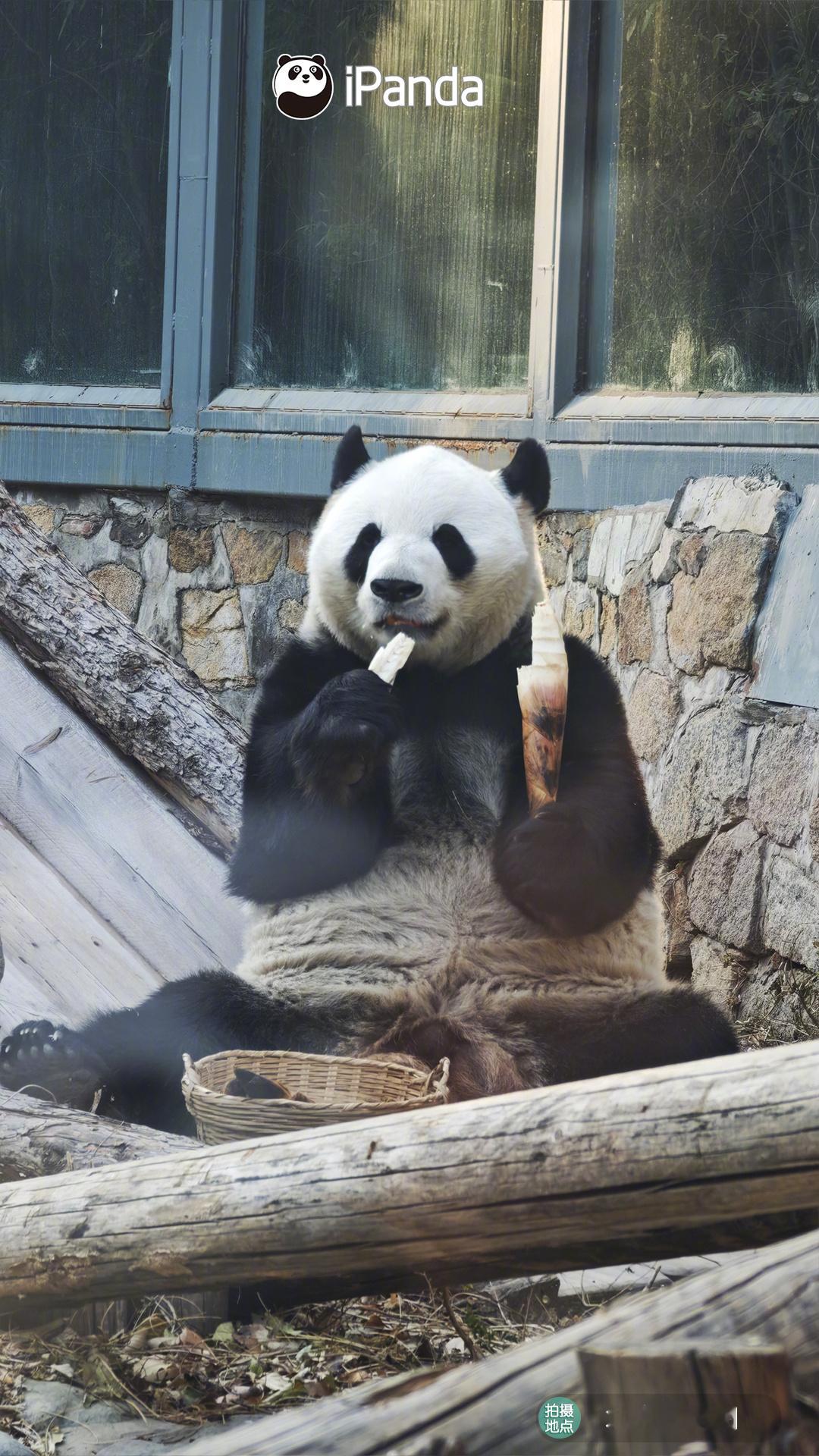 美好的一周，从干饭开始～早上好！ 大熊猫萌兰 熊猫趣图