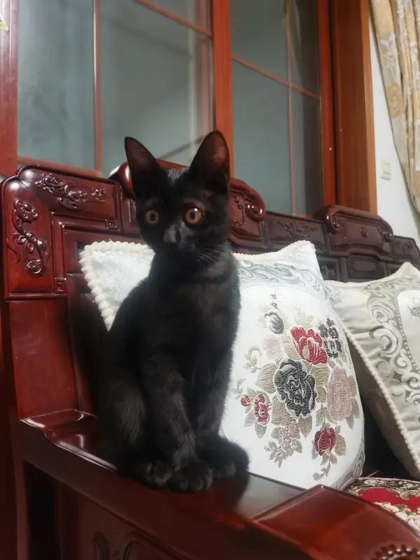 1月30日，河南网红“小黑妮”生女的消息超火。“小黑妮”原名范梓鹤，是巴基斯坦人