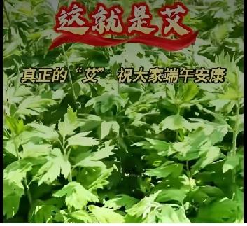 “清明插柳，端午挂艾”
悠悠艾草香，绵绵情意长，这就是爱，真正的“艾”，端午将至