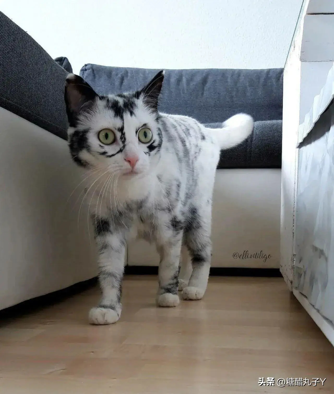 好酷！哪来的自带眼线的猫咪像白虎大王一样！