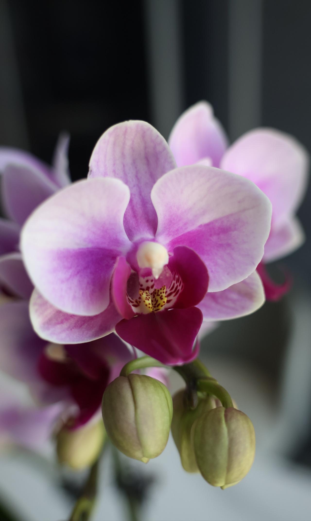 晒晒你随手一拍的花朵