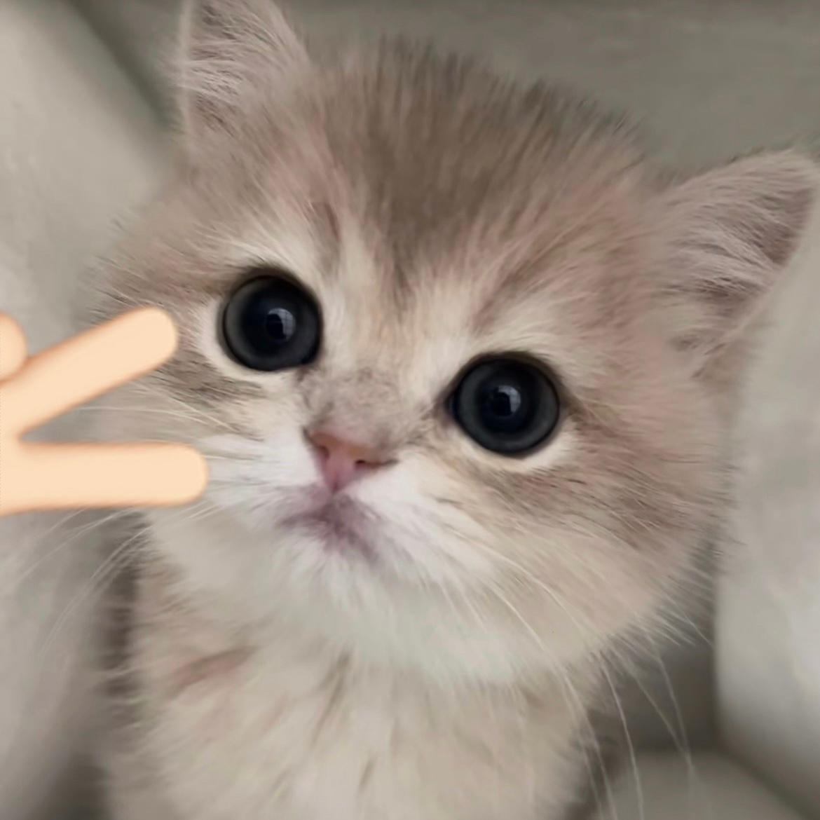 感受萌咪能量✌🏻 