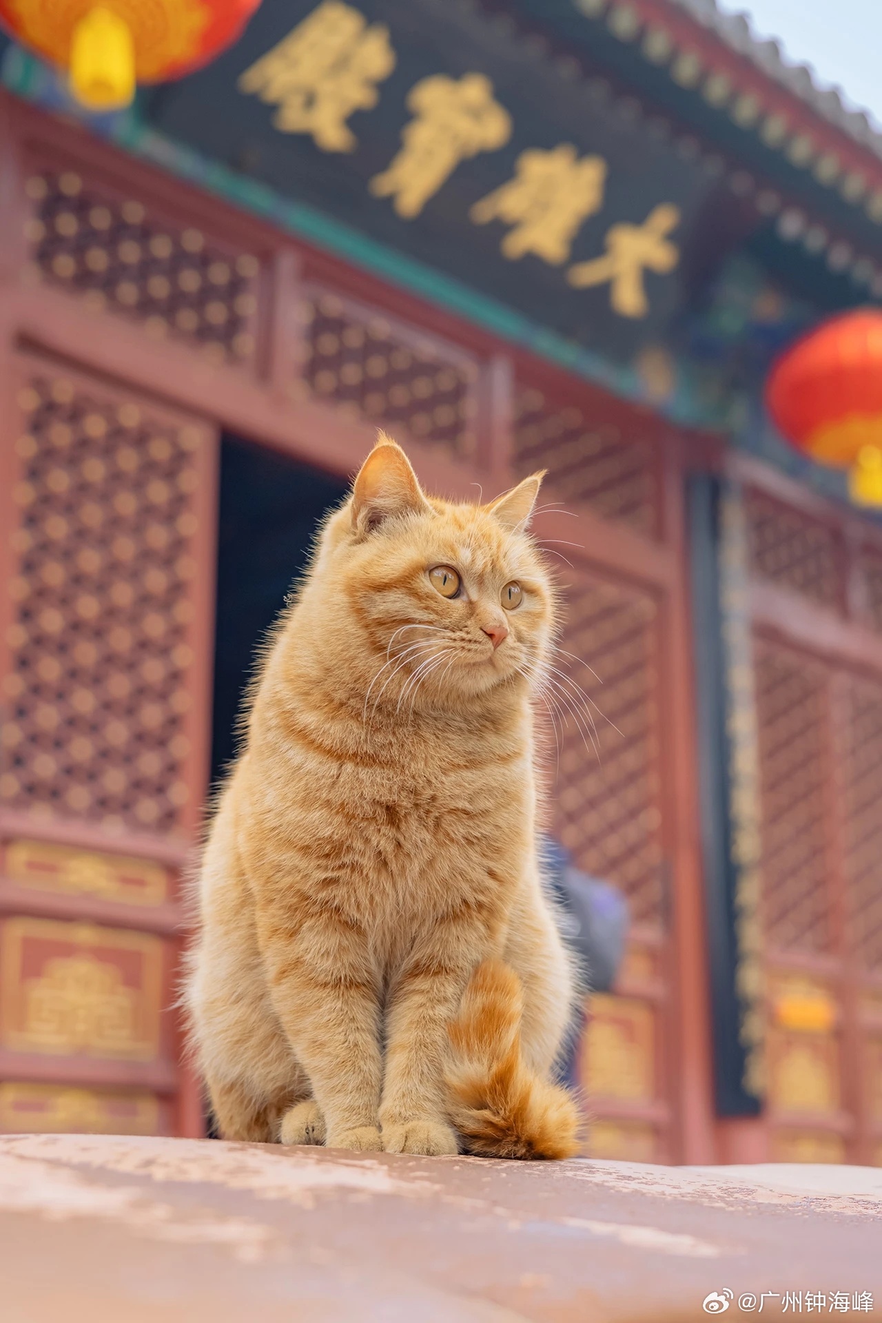 中国股票的本质是融资，是为上市公司融资做企业的。小股民和基民是为其提供融资费用的